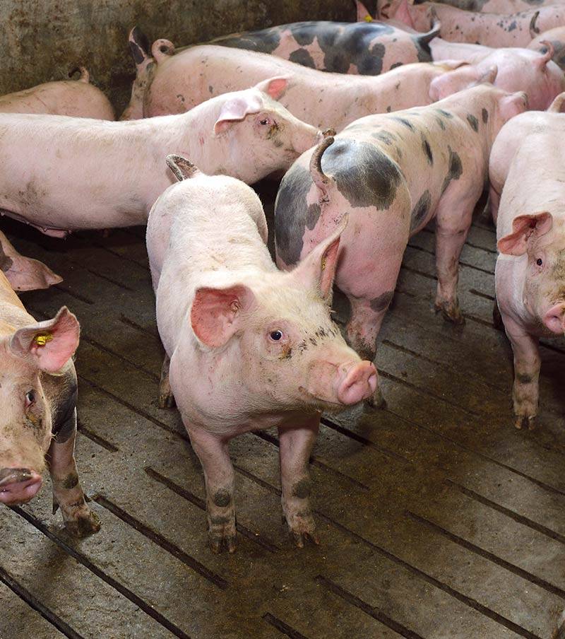 Mazzoleni-ireland-Species-sectors-swine